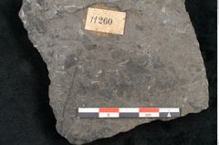 Foto (Detailansicht) von Alethopteris pluckeneti Schloth (NHMW-GEO-2024-0188-11260)